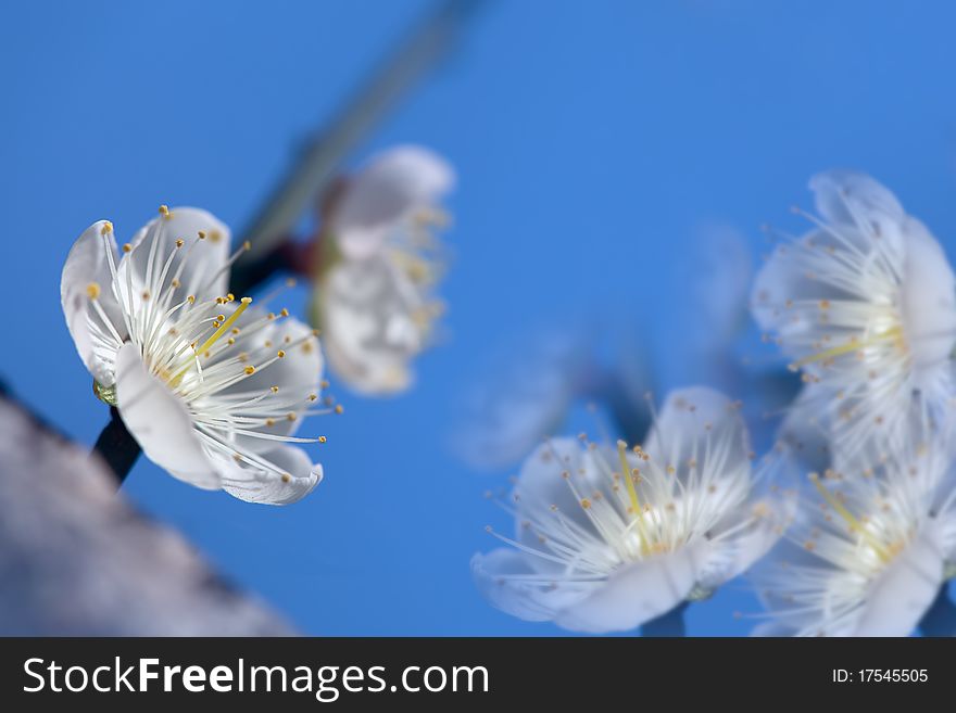 Pink Plum Flower With Nice Background Color