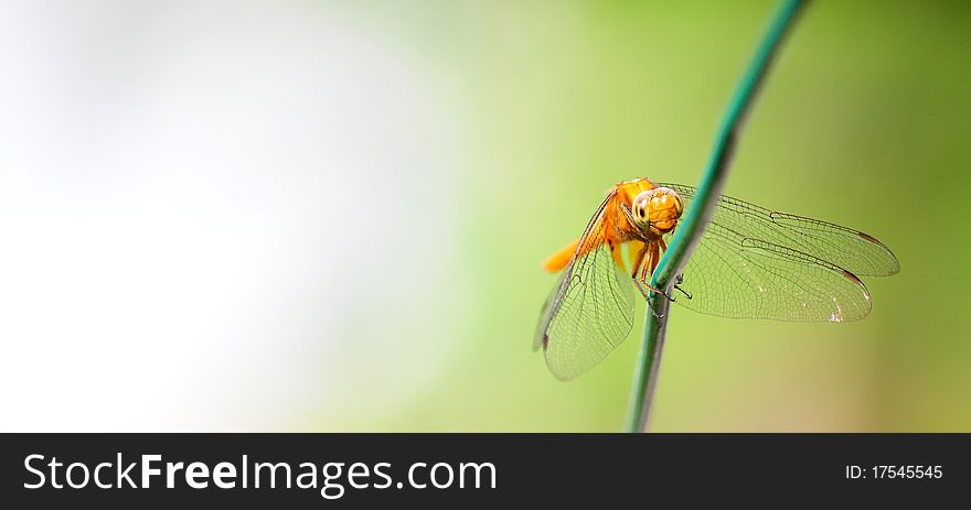 A dragonfly resting on a wire