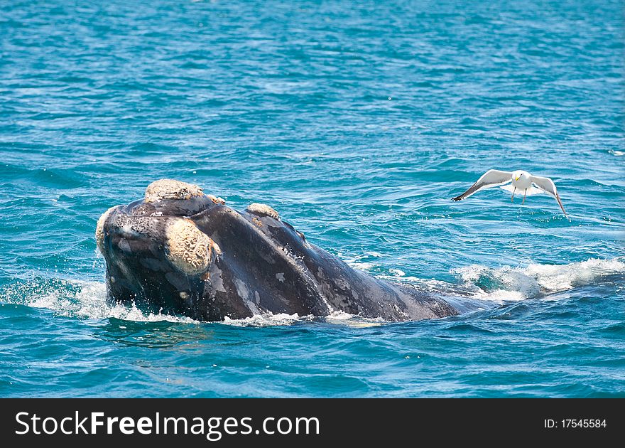 Southern Right whale and seagull, in Puerto Piramides, Peninsula Valdes, Patagonia, Argentina. Southern Right whale and seagull, in Puerto Piramides, Peninsula Valdes, Patagonia, Argentina.