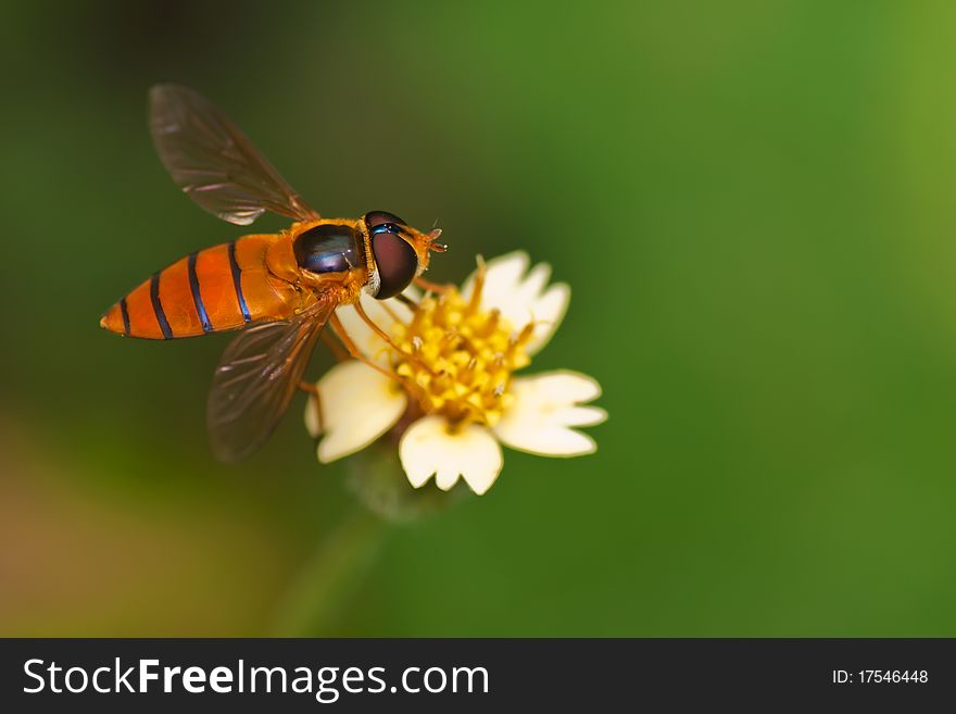 Close-up of Hoverfly resting on flower