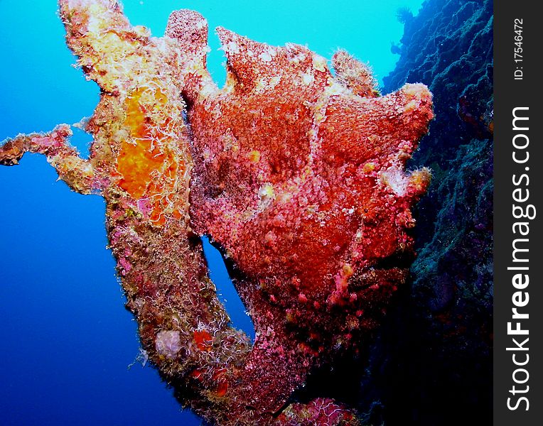 Scuba diving photo frog fish nemo/nimo picture taken in okinawa japan mar sea tropical beach swim surf fun