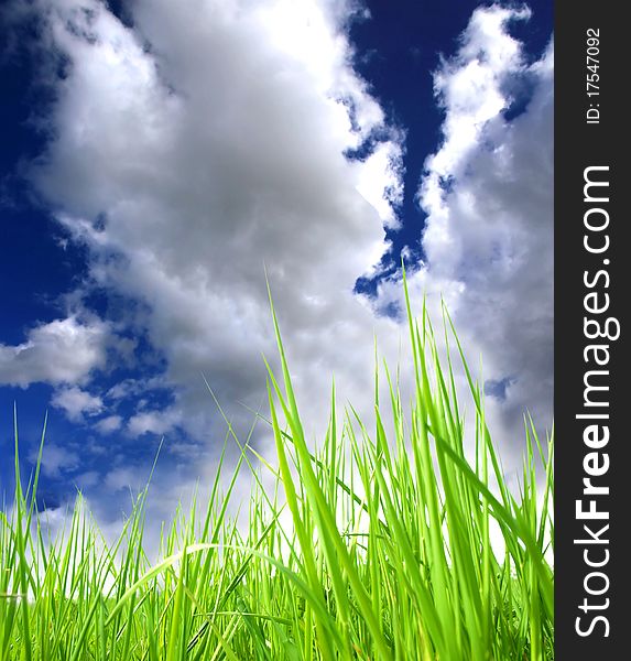 Detail of fresh green grass with perfect sky background. Detail of fresh green grass with perfect sky background