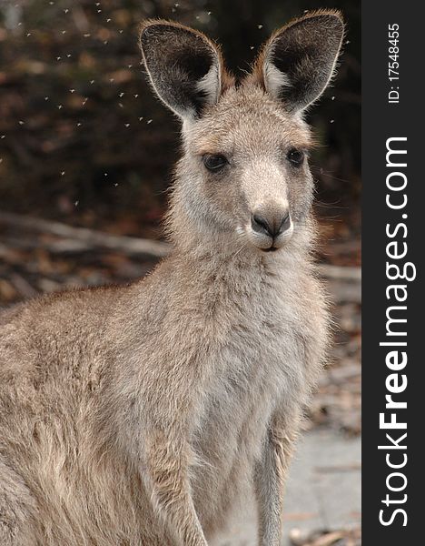 An Australian Kangaroo surrounded by flies. An Australian Kangaroo surrounded by flies.