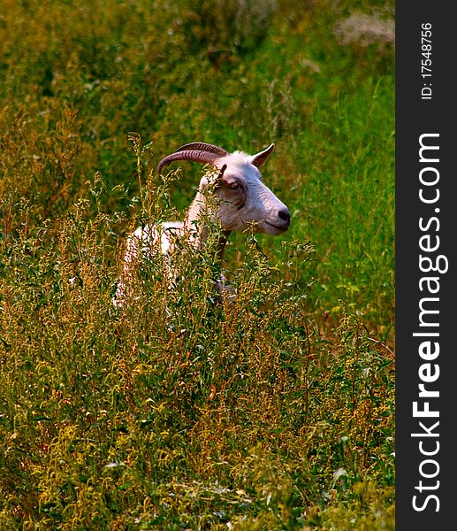A she-goat stands in the middle of the meadow