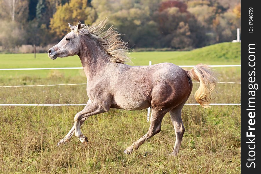 Young Arabian mare gallops through the meadows. Young Arabian mare gallops through the meadows