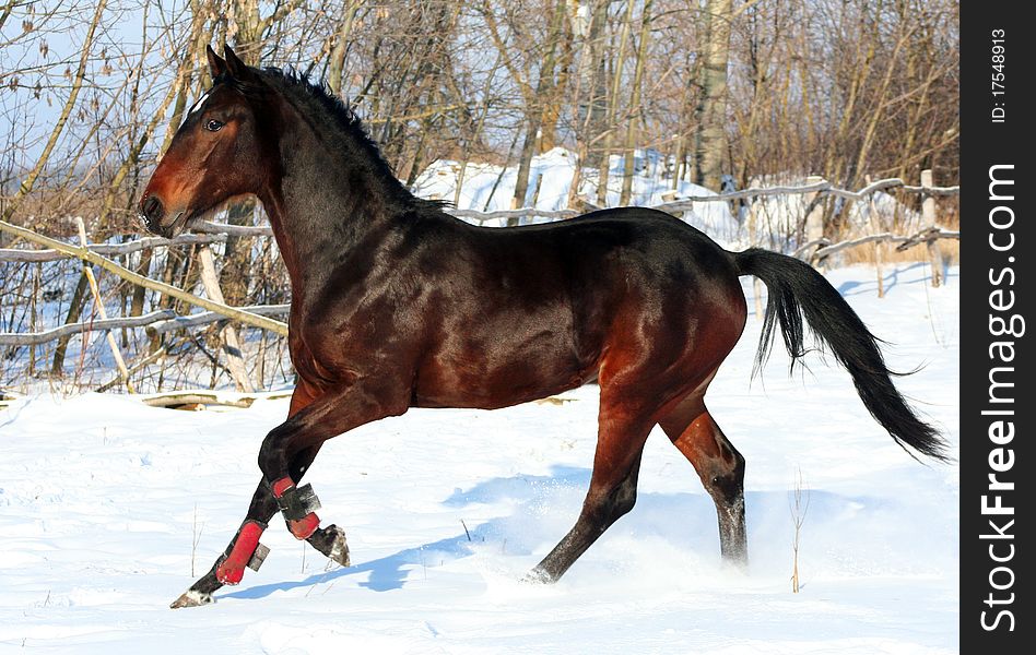 Bay colt, beautiful young horse at liberty, thoroughbred foal galloping in the white snow, brown stallion, noble animal