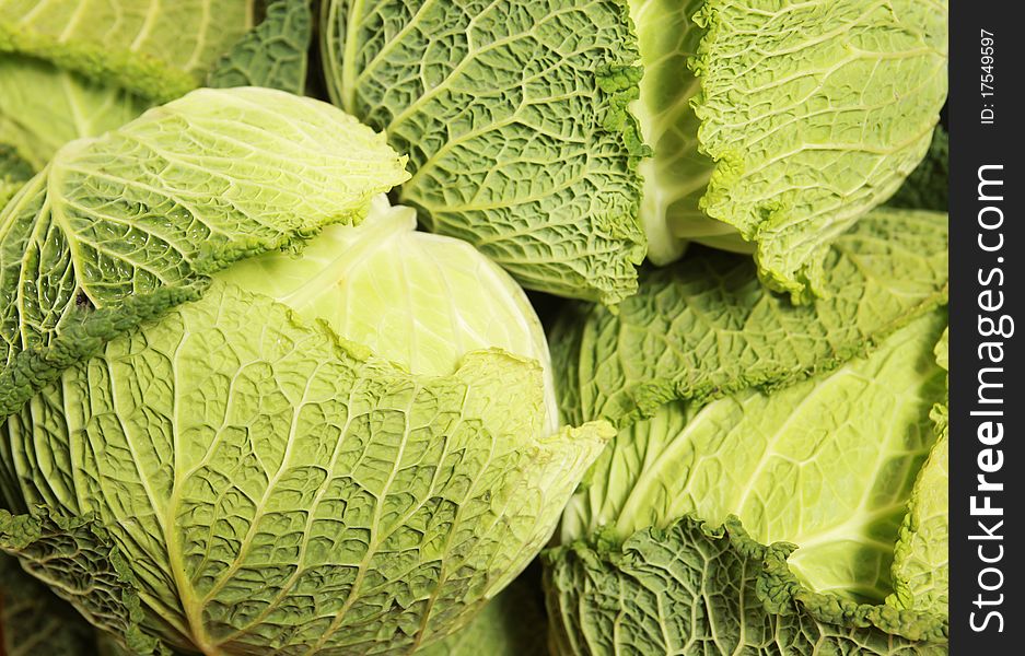 Background with fresh green cabbage. Background with fresh green cabbage