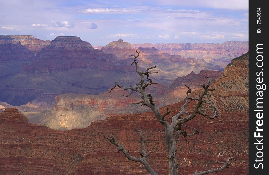 A dead tree backdropped by the Grand Canyon. A dead tree backdropped by the Grand Canyon