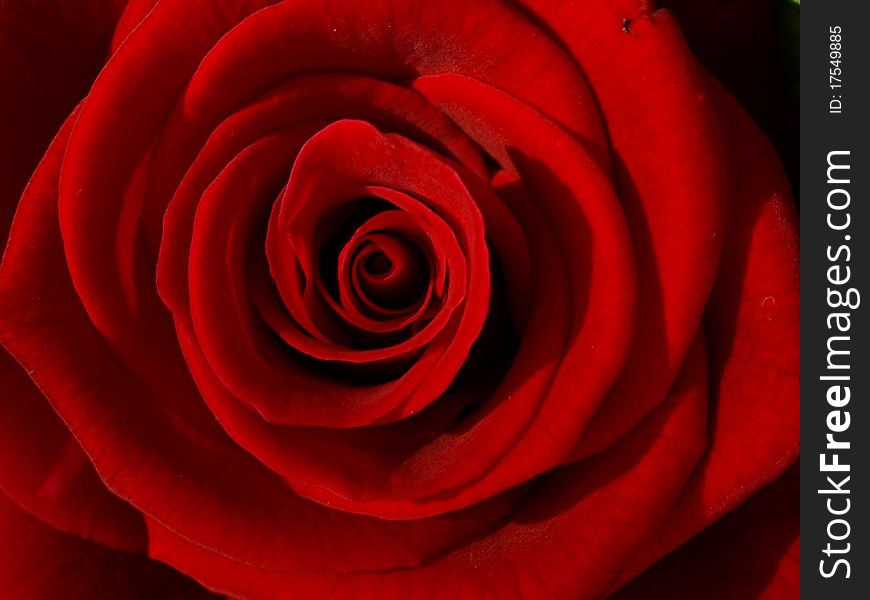 Macro close up of a red rose on a black background. Macro close up of a red rose on a black background