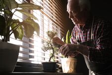 Senior Man Taking Care Of Japanese Bonsai Plant Near Window Indoors. Creating Zen Atmosphere At Home Royalty Free Stock Image