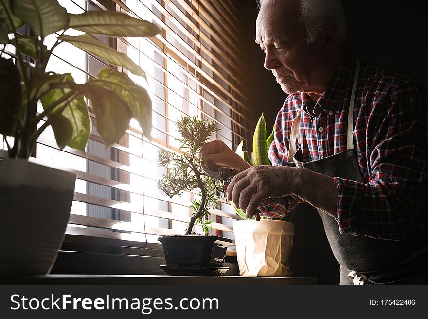 Senior Man Taking Care Of Japanese Bonsai Plant Near Window Indoors. Creating Zen Atmosphere At Home