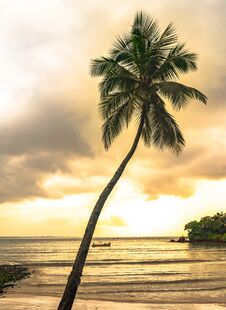 Evening Scene At Tropical Beach Vacation, Tilted Coconut Tree In Foreground And Sunset In Background Giving Sky A Magical Tint. Stock Photos