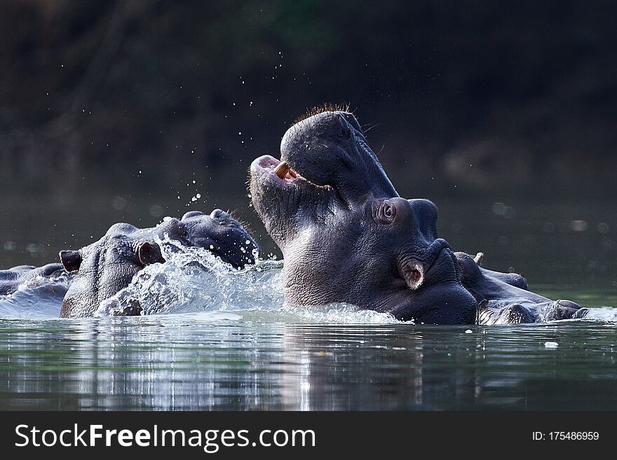Common hippopotamus in its natural habitat in Senegal. Common hippopotamus in its natural habitat in Senegal