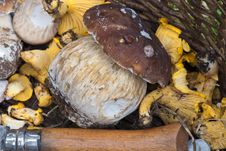Mushrooms Basket, Italy Royalty Free Stock Photography Mushrooms Basket, Italy Royalty Free Stock Photography