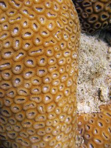 Underwater Life Of Great Barrier Reef Royalty Free Stock Photo Underwater Life Of Great Barrier Reef Royalty Free Stock Photo
