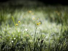 Buttercup Early In The Morning Stock Images Buttercup Early In The Morning Stock Images
