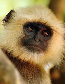 Old Langur Portrait Stock Image Old Langur Portrait Stock Image