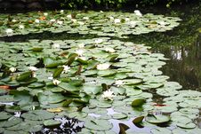 White Water-lilies Royalty Free Stock Photos White Water-lilies Royalty Free Stock Photos