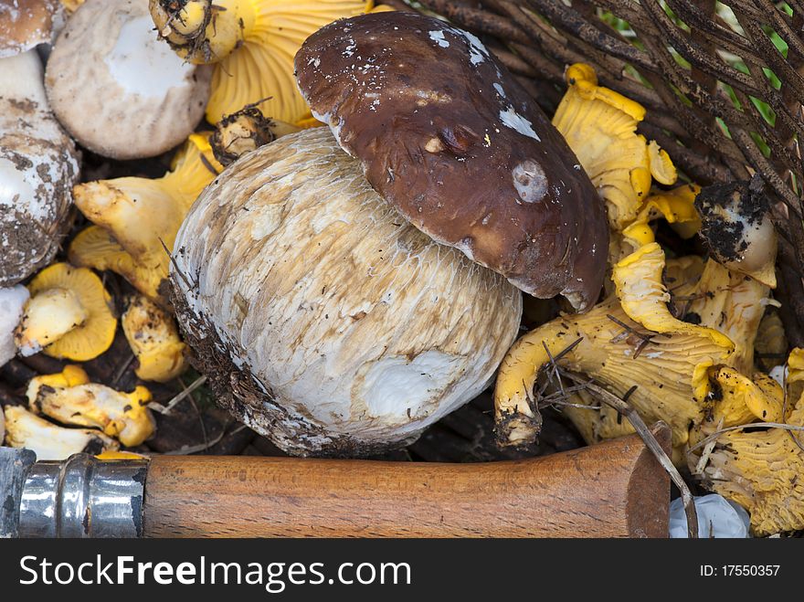 Basket of Mushrooms with Boletus and a Knife. Basket of Mushrooms with Boletus and a Knife