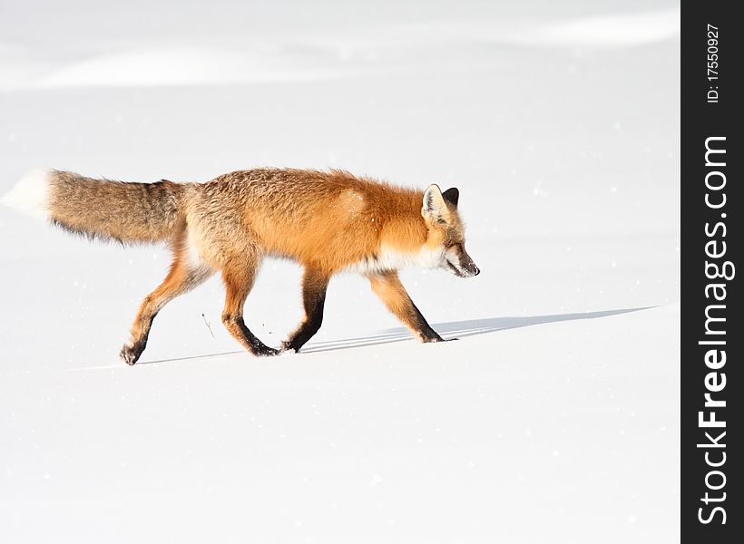 Red fox during winter in Yellowstone