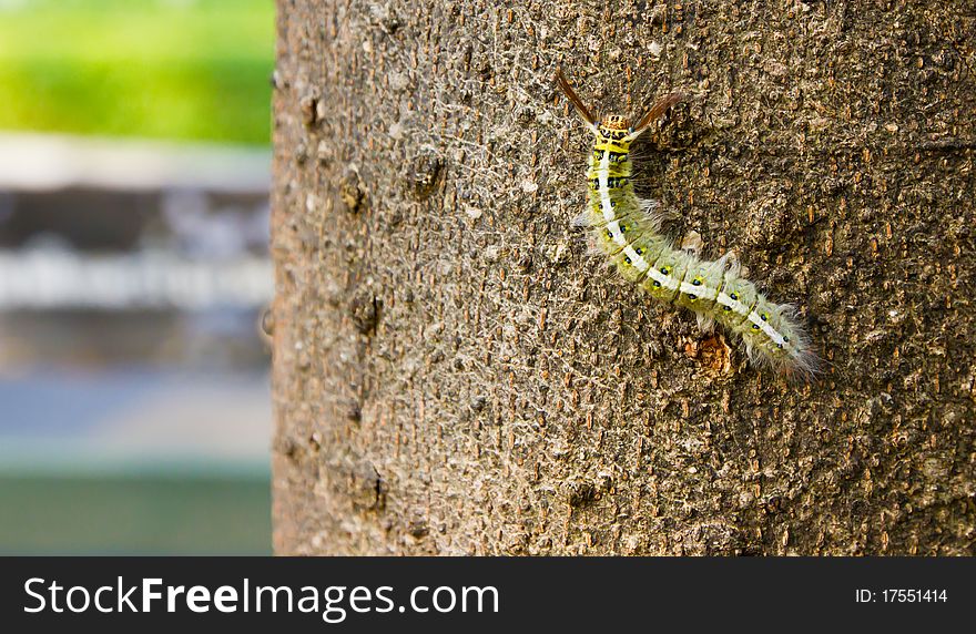 Green Caterpillar On Bark Of Tree