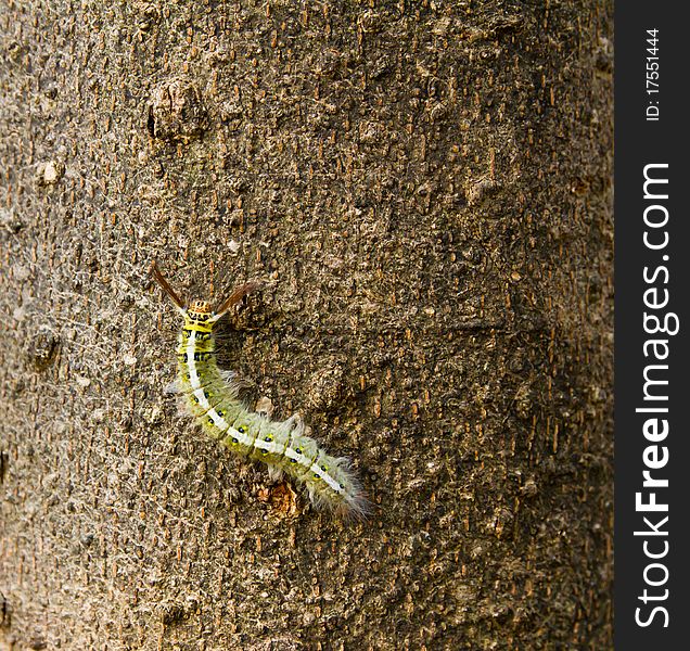 Green Caterpillar On Bark Of Tree