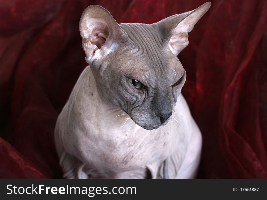 Egyptian Donskoy Bald Sphinx Cat