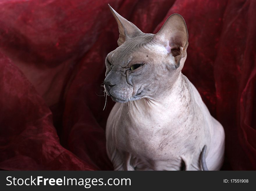 Egyptian Donskoy bald sphinx cat