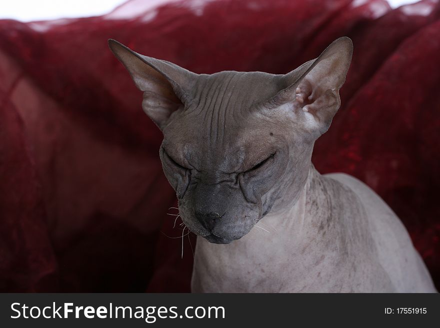 Egyptian Donskoy Bald Sphinx Cat