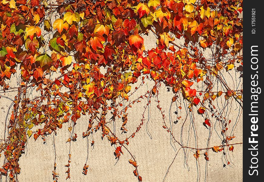 Wall with autumnal colored leaves