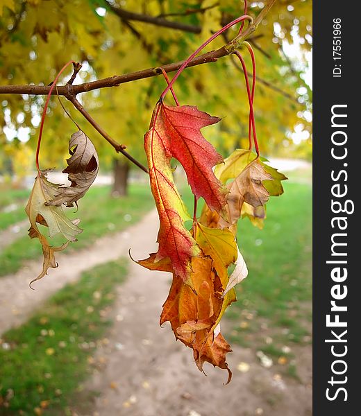 Dry autumn leaves in the park