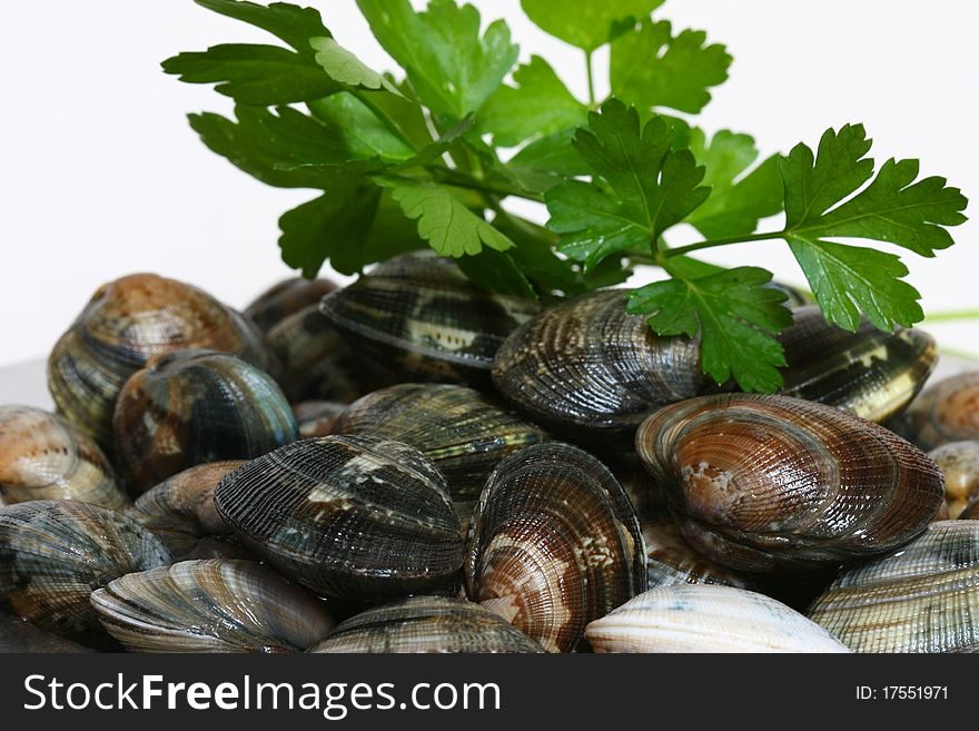 Clams alive ready to be cooked with parsley. Clams alive ready to be cooked with parsley