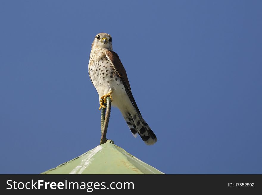 Madagascar Kestrel - Falco Newtoni