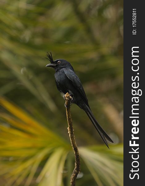 A crested drongo on a branch whit green background. A crested drongo on a branch whit green background