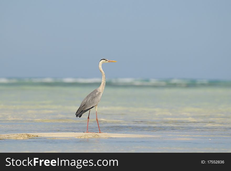 Ardea cinerea jouyi - Grey Heron of the Madagascar