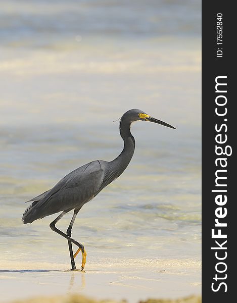 A side view of a Dimorphic Egret. A side view of a Dimorphic Egret
