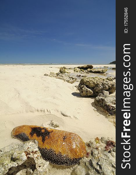 A sea cucumber in an African beach (Nosy Iranja - Madagascar). A sea cucumber in an African beach (Nosy Iranja - Madagascar)