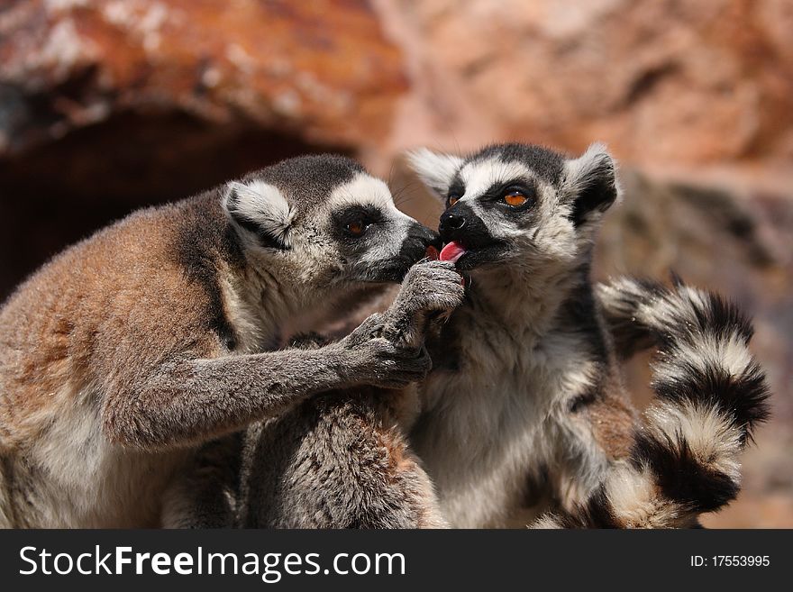 Two lemurs share the food