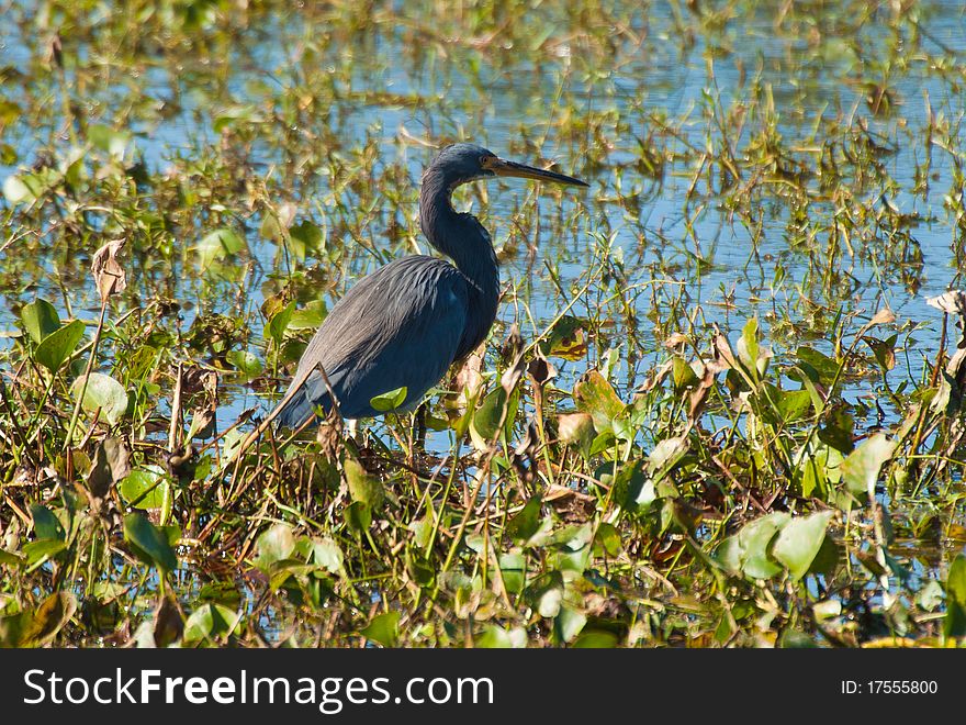 Tricolored Heron in Tampa, Florida