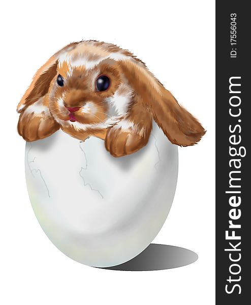 On a white background,rabbit in the egg,