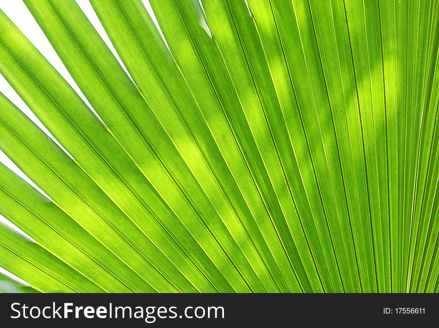 Abstract Green Leaves Background