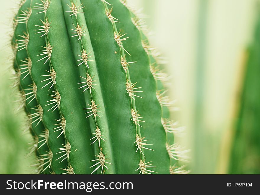 A green cactus with numerous spikes on it.