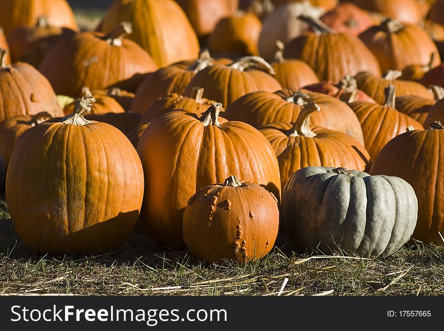 Pumpkin selling before the Halloween. Pumpkin selling before the Halloween