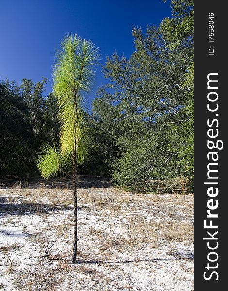 The small pine growing from sandy soil in Florida