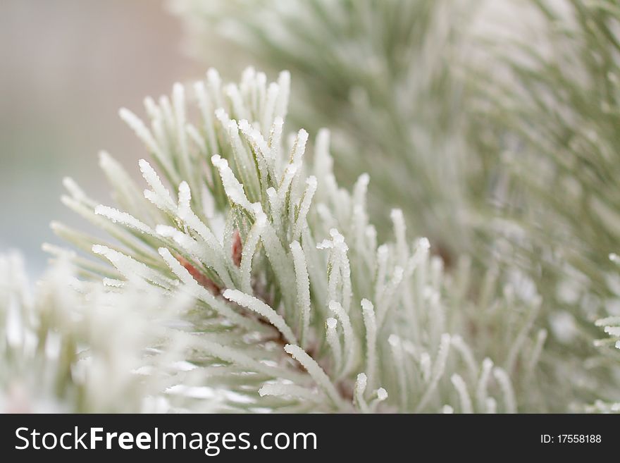 Hoar frost fir-tree