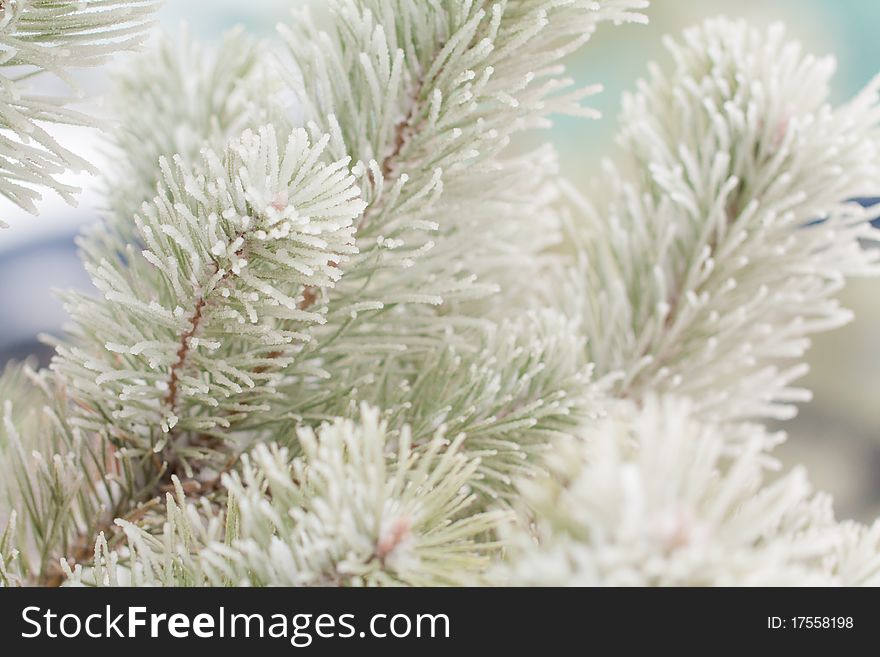 Snow-bound fir-tree branch close-up. Snow-bound fir-tree branch close-up