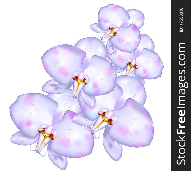 Orchids Like Design Element