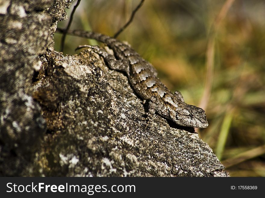 Eastern fence lizard (Sceloporus undulatus)