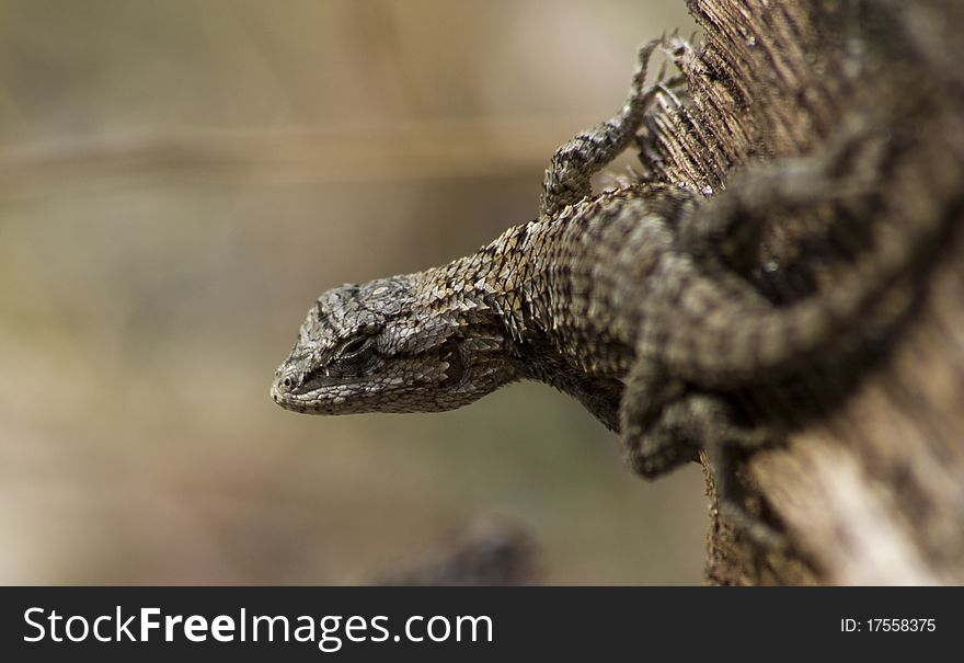 Eastern fence lizard (Sceloporus undulatus)