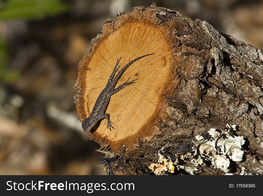 Eastern fence lizard (Sceloporus undulatus)